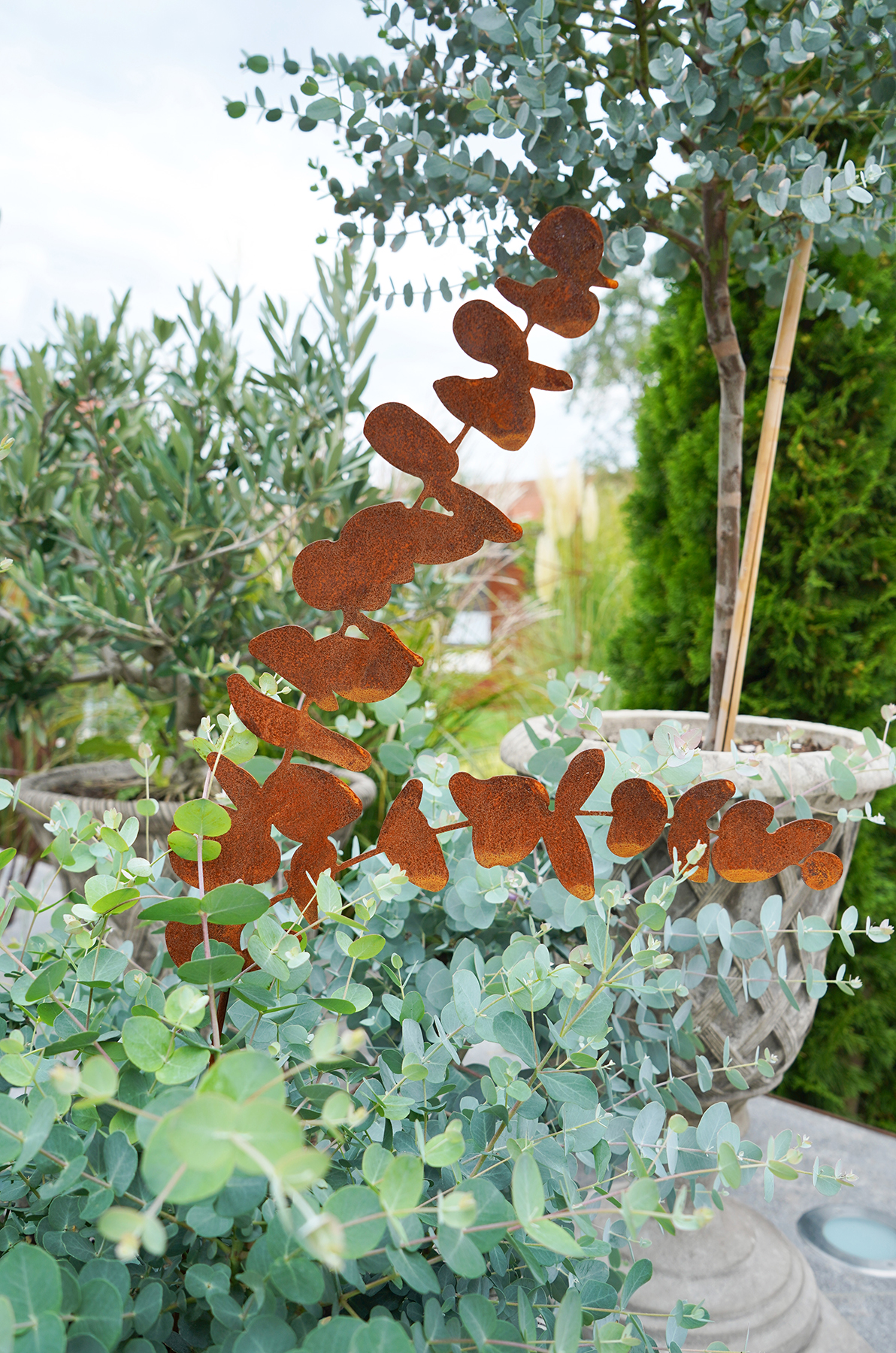 Topfstecker -Eukalyptus- – Bild 3